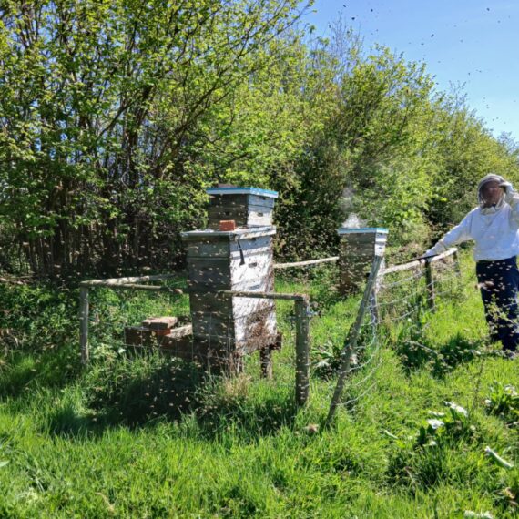 Swarm moving into empty hive_Mid Wales Lodges_April 2025_1