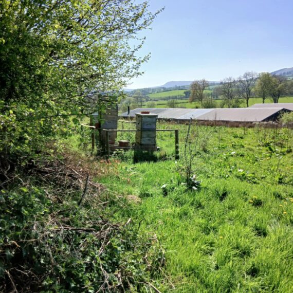 Swarm moving into empty hive_Mid Wales Lodges_April 2025_3
