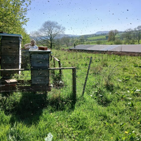 Swarm moving into empty hive_Mid Wales Lodges_April 2025_4