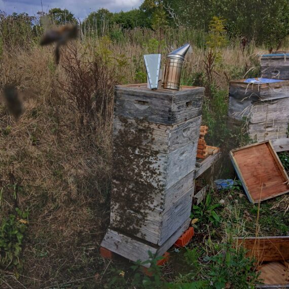 Bees ready for winter_Mid Wales Lodges_Sept 2025