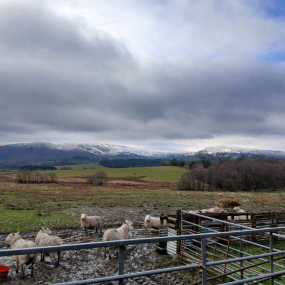 February snow_Mid Wales Lodges_4